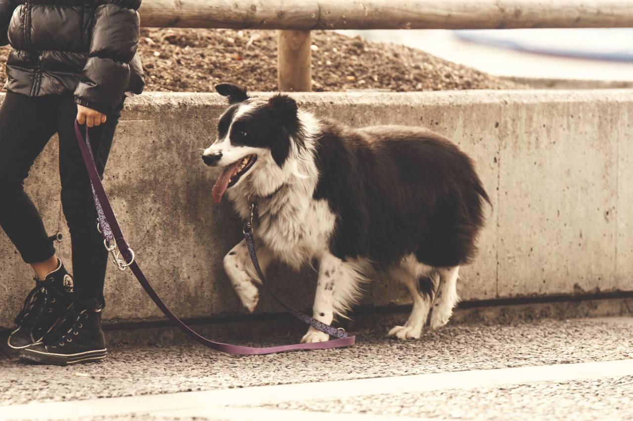 Perro, animal, mascota, correa, gente, niña, negro, zapatos, pantalones, pared, calle,