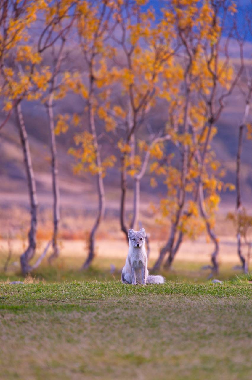 dog, puppy, animal, pet, playground, grass, autumn, fall, trees, nature, mountain
, 