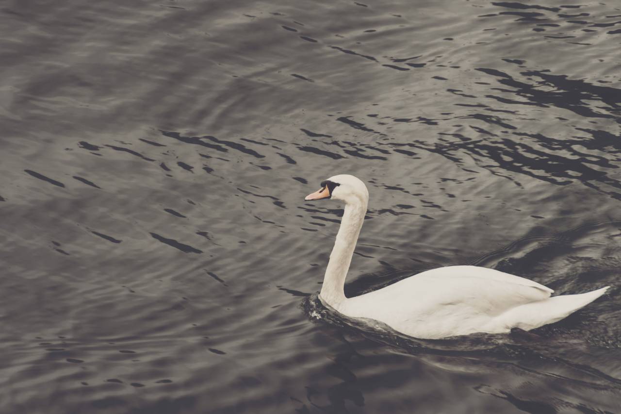 duck, bird, water, beak
, 