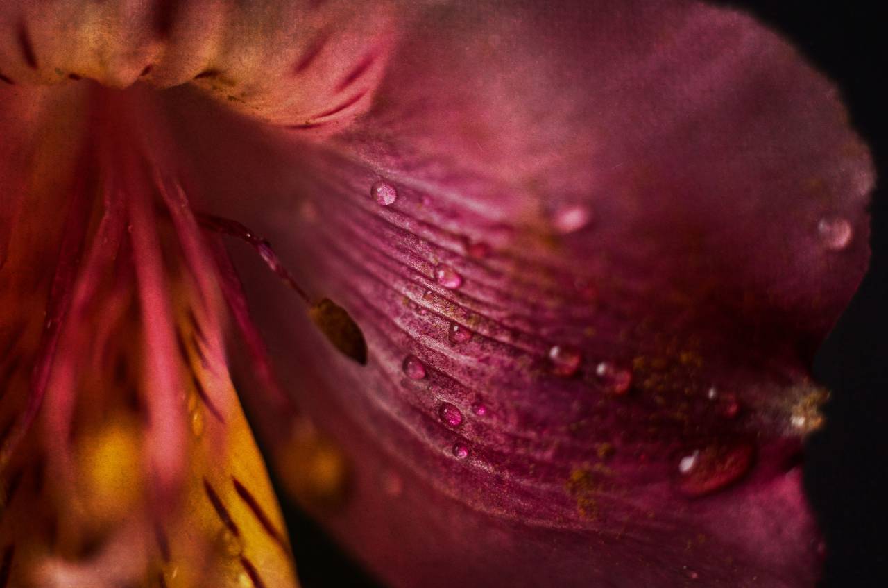 flower, drops, wet, macro, spring, petals, bloom, wild, nature, blossom, environment, color, climate, dew, close up, wallpaper, background, pink, lily, rain
, 
