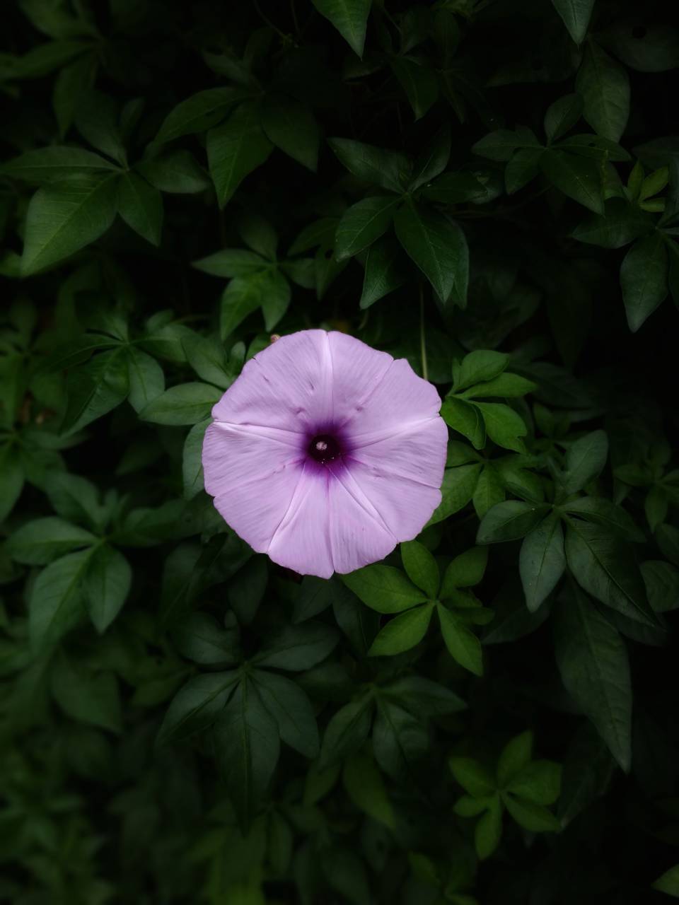 flor, jardín, superior, solo, pétalos, naturaleza, al aire libre, aislado, florecer, flor, botánica, orgánico, plantas, vegetación, fondo de pantalla del móvil,