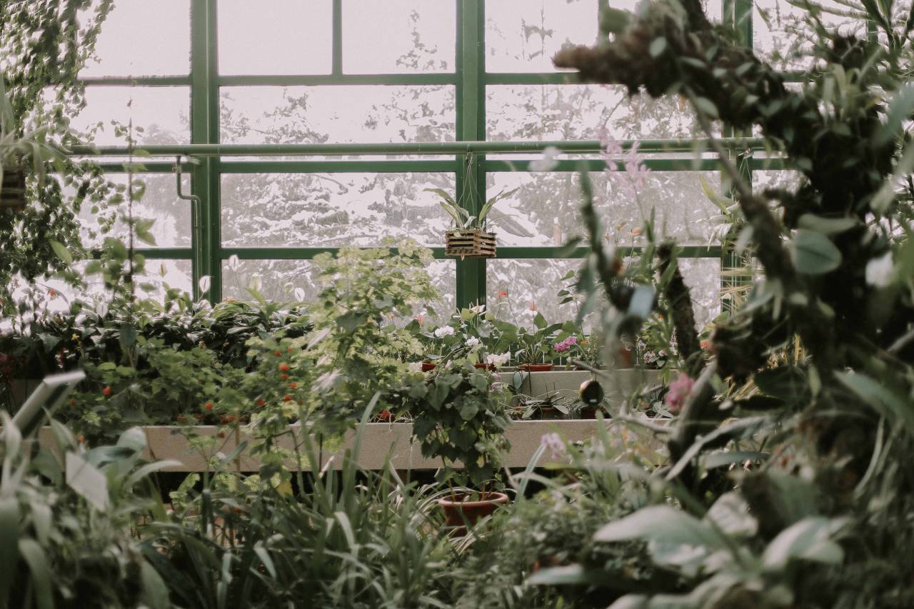 flower, nature, green, trees, plant, grass, outdoor, backyard
, 