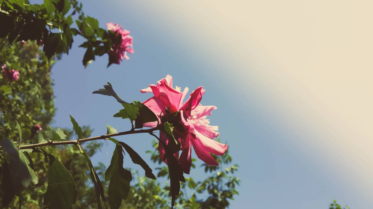 Flor, rosa, pétalo, flor, jardín, planta, naturaleza, otoño, otoño,