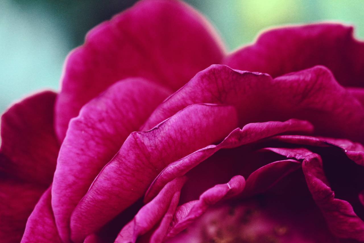 Flor, rosa, pétalo, flor, jardín, planta, naturaleza, otoño, otoño, rosa,