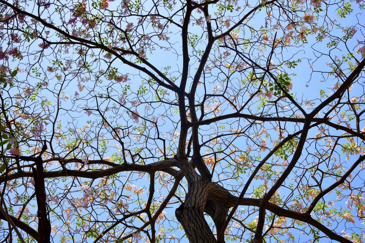 Flores, naturaleza, flores, rosa, clavel, ramas, ramitas, árboles, pétalos, hojas, al aire libre, cielo,