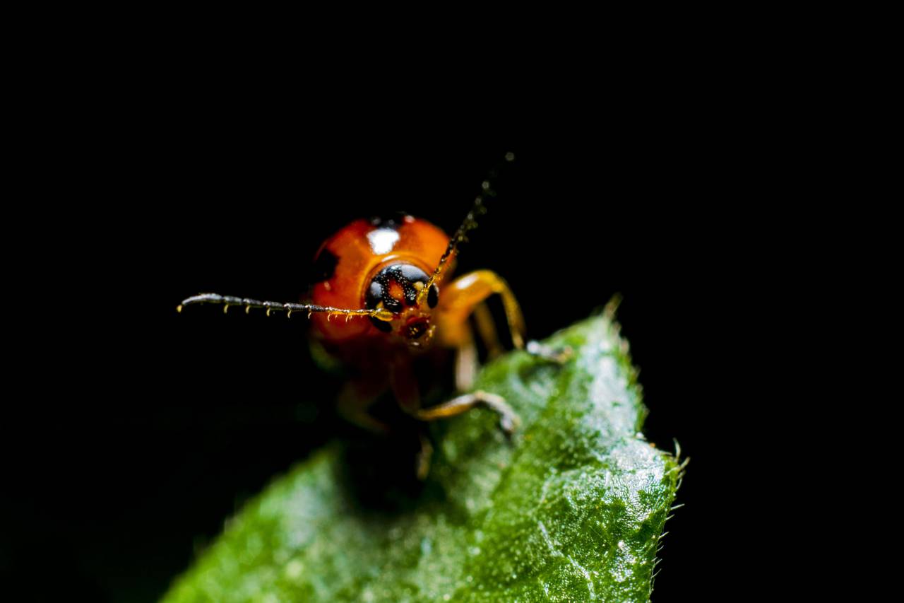 green, leaf, blur, dark, beetle, bug, insect
, 