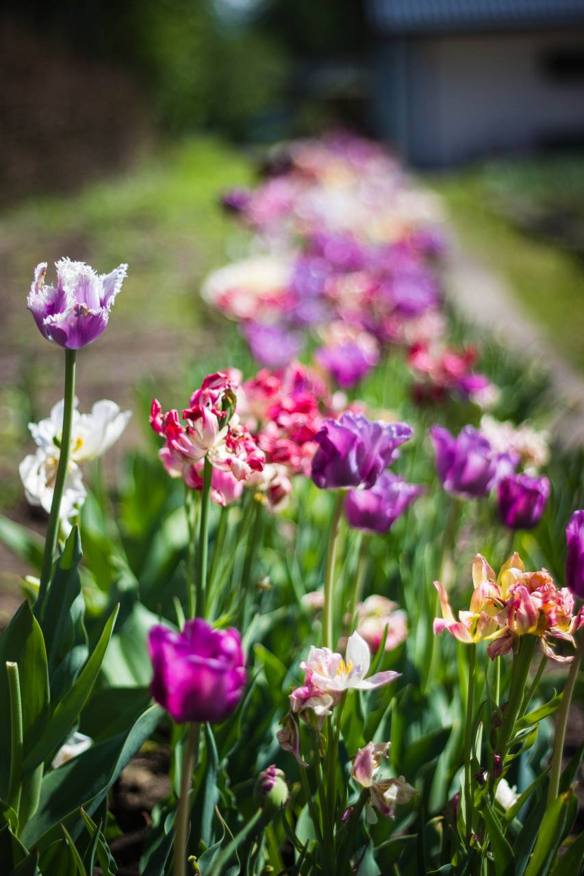 green, leaf, plant, nature, blur, sunny, day, daylight, colorful, flower, field, garden, farm, outdoor
, 
