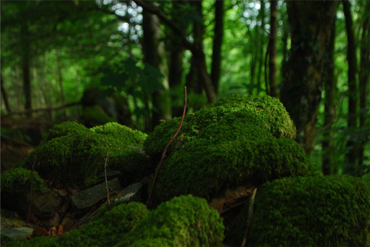 green, moss, forest, trees, woods, nature
, 