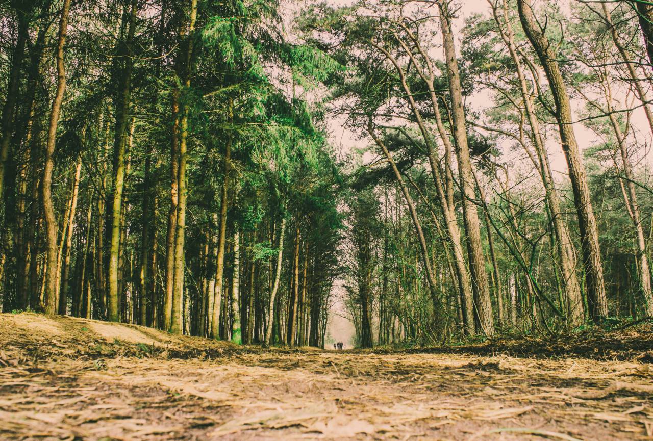 landscape, woods, forrest, trees, green, nature, adventure, trail, ground, hiking
, 