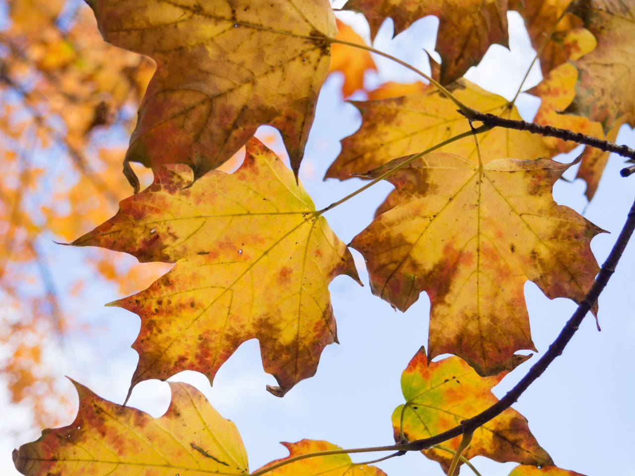 leaves, maple leaf, fall, autumn, nature, outdoors, trees, branches, sky
, 