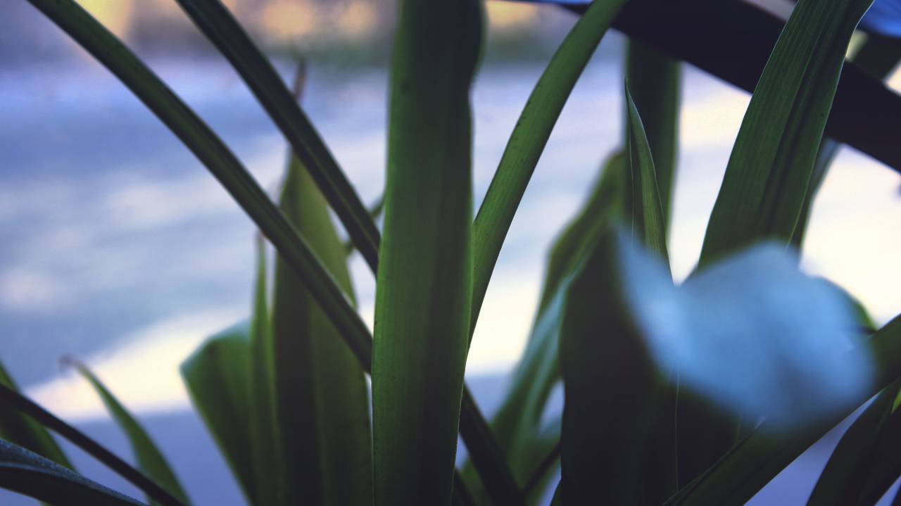 leaves, nature, plant, green, veins, bokeh, blur, closeup, stem
, 