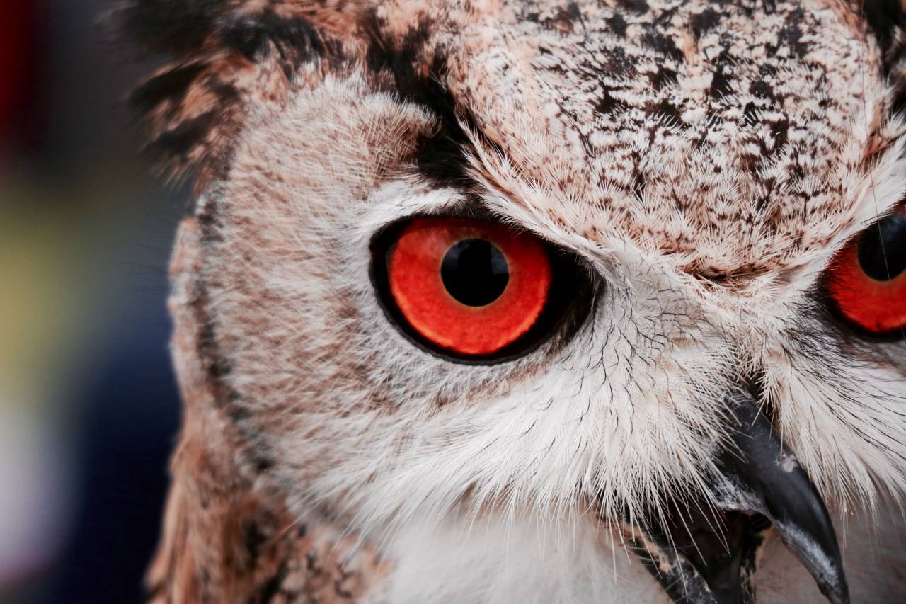 owl, bird, animal, pet, wildlife
, 