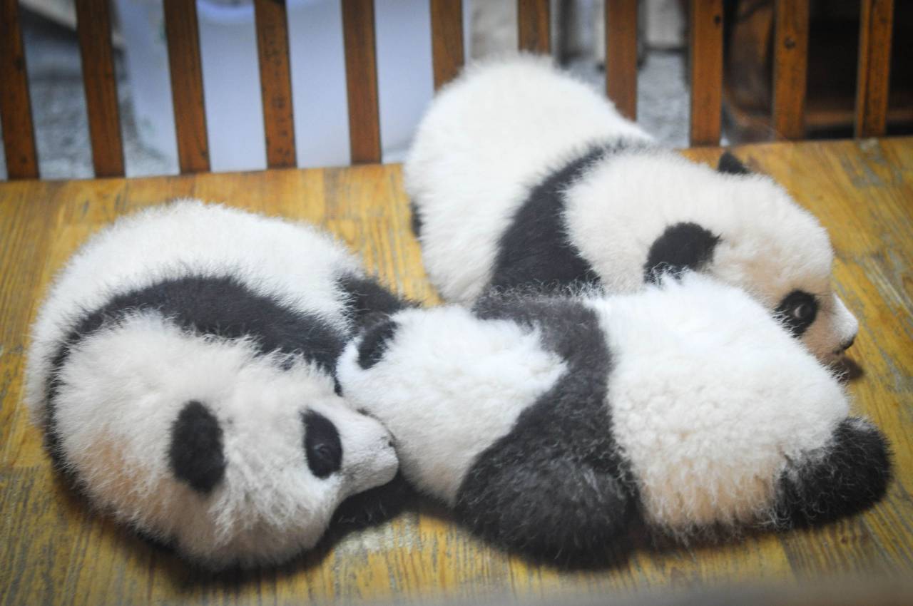 pandas, panda bears, animals, babies, sleeping, tired, resting
, 