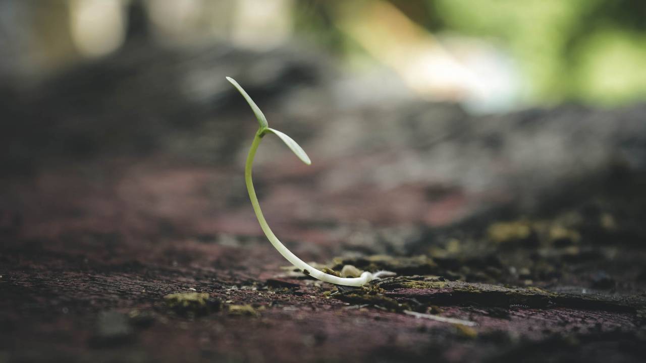 plant, nature, outdoor, soil, land
, 