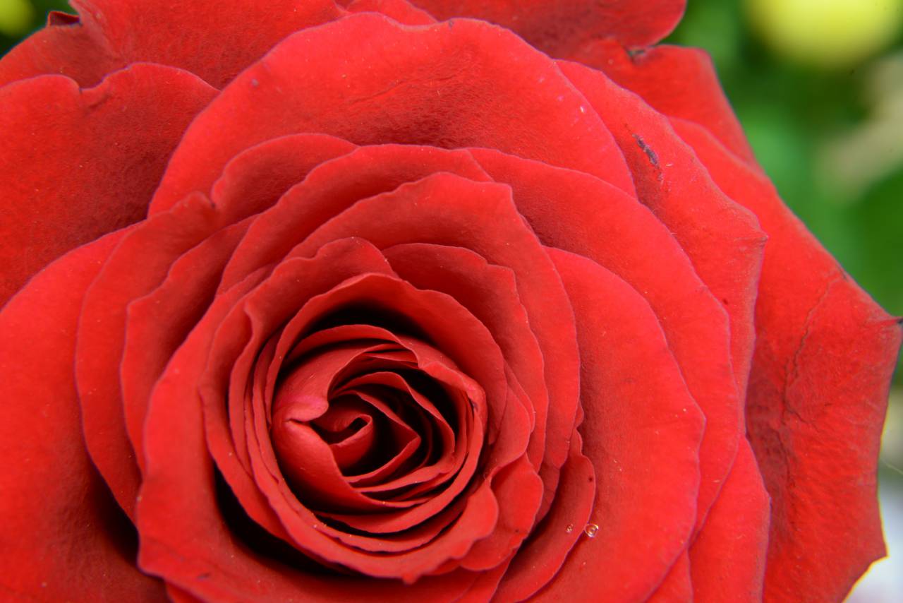 Plantas, flor, rosa, rojo, pétalos, hojas, amor, flor, jardín, naturaleza, otoño,