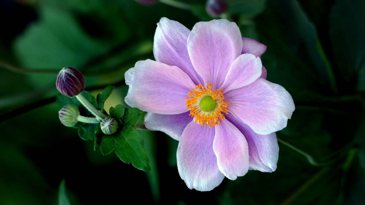 Púrpura, flor, cerrar, jardín, fresco, naturaleza, flor, pétalos, polen, orgánico, natural, flor, verano,