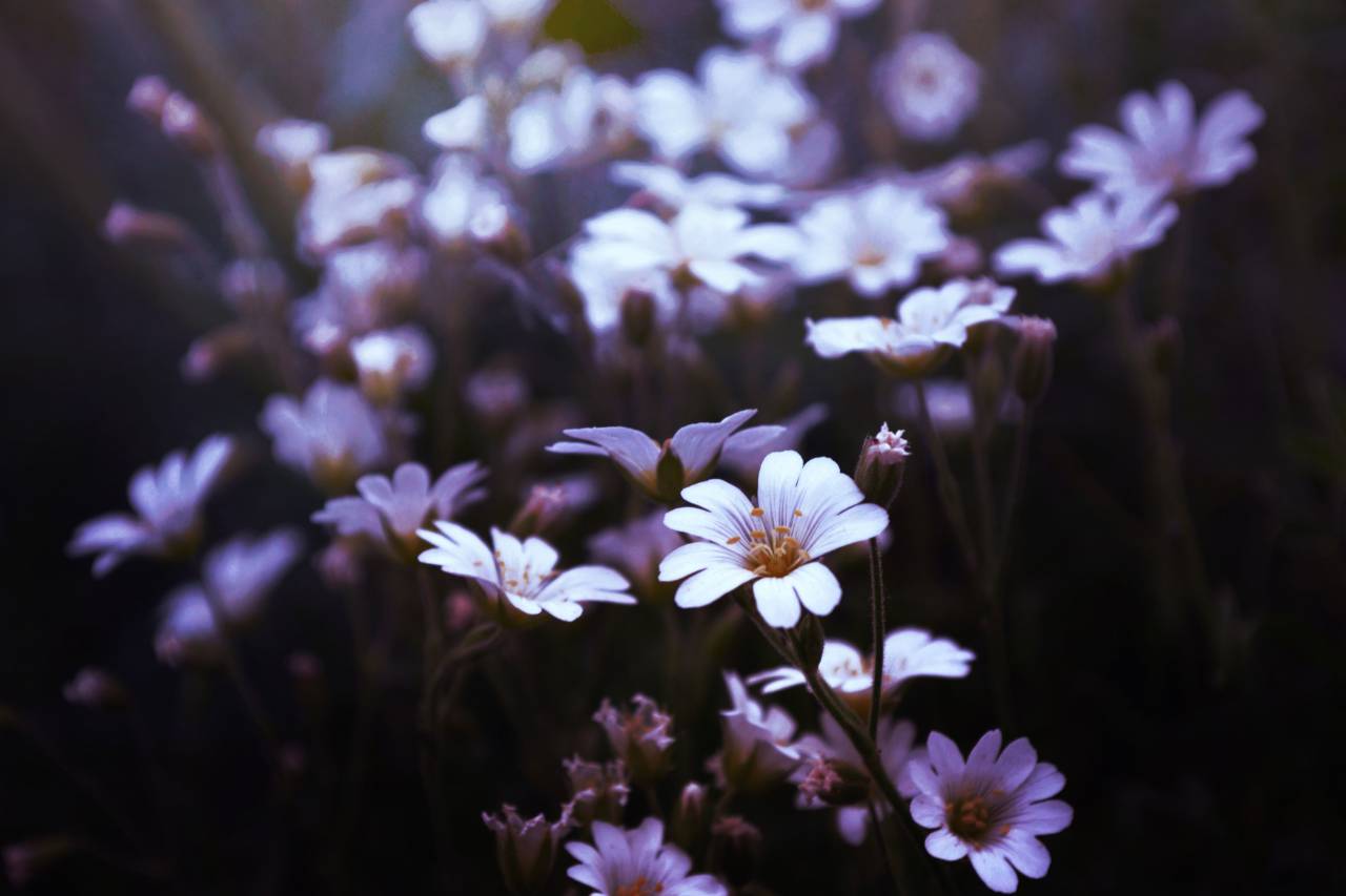 púrpura, flores, jardín, naturaleza,