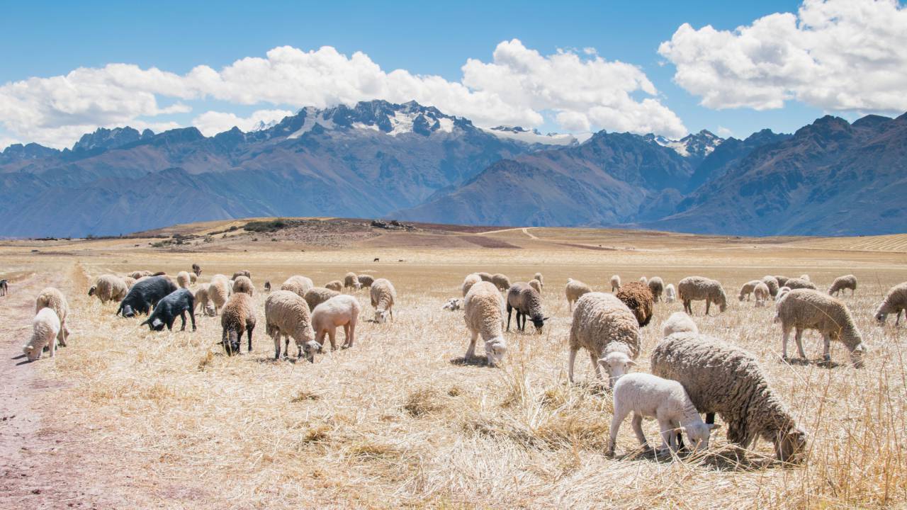 sheep, animals, grass, field, mountains, peaks, blue, sky, sunshine, clouds, nature, landscape
, 