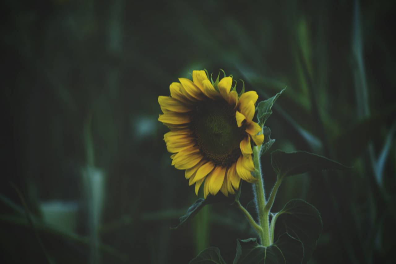 sunflower, green, plant, leaf, garden, outdoor, field, nature
, 