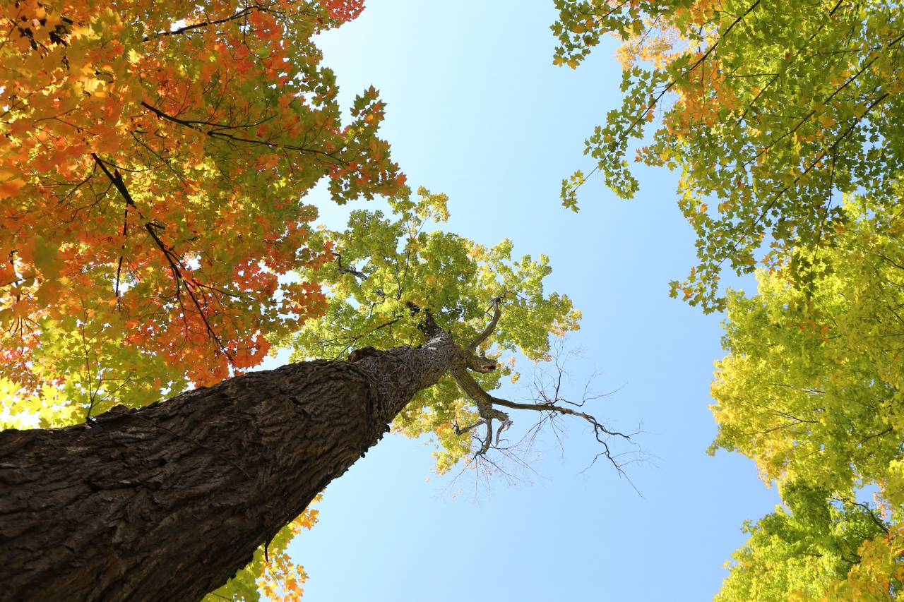 trees, leaves, autumn, colors, bark, branches, trunk, sky
, 