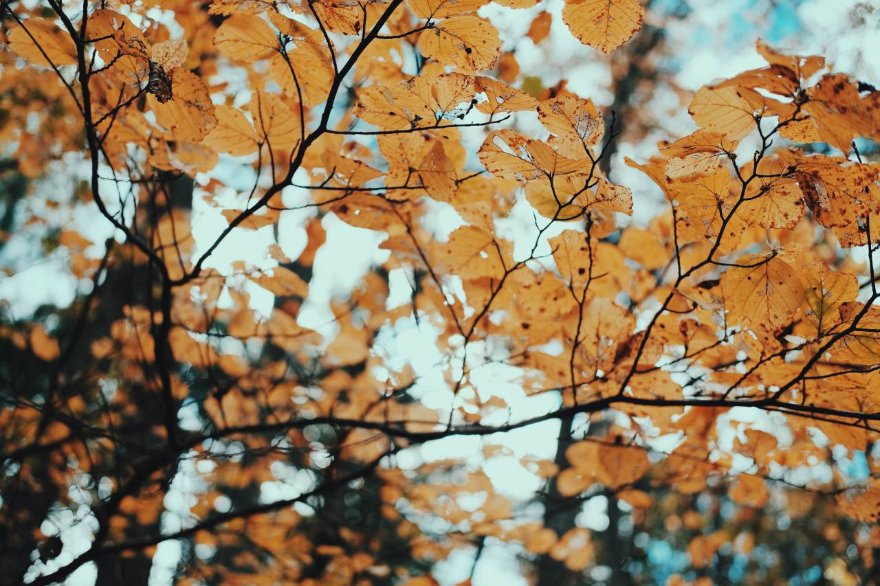 trees, leaves, dried, autumn, fall
, 