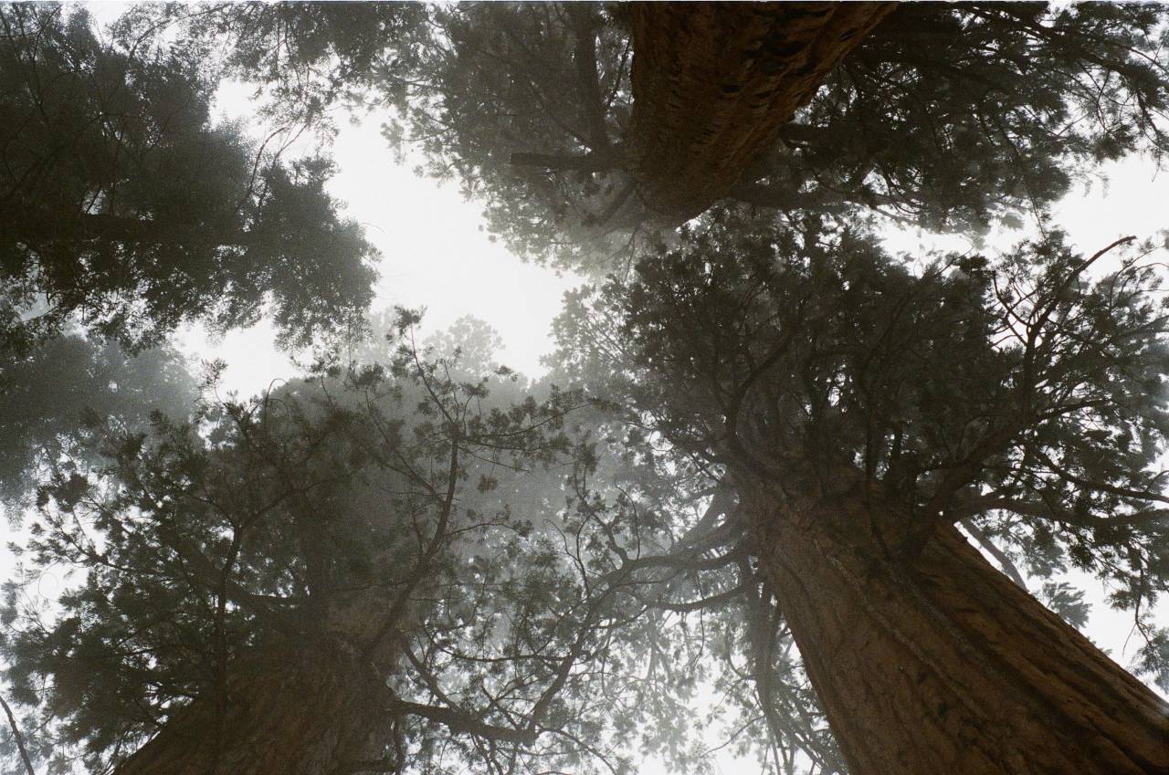 árboles, bosques, troncos de árboles, corteza, cielo,