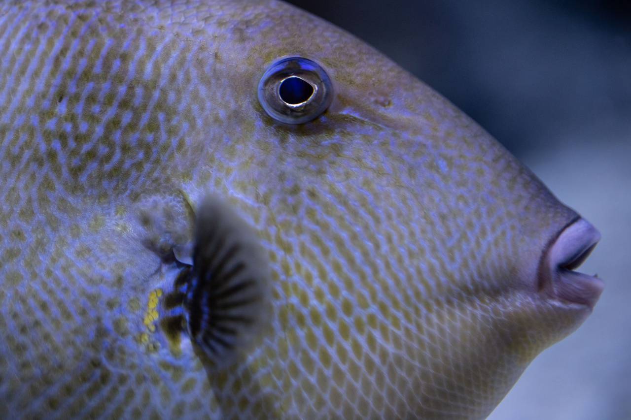 tropical, fish, eye, underwater, aquarium, wildlife, aqua, exotic, tank, animal, aquatic, close up
, 