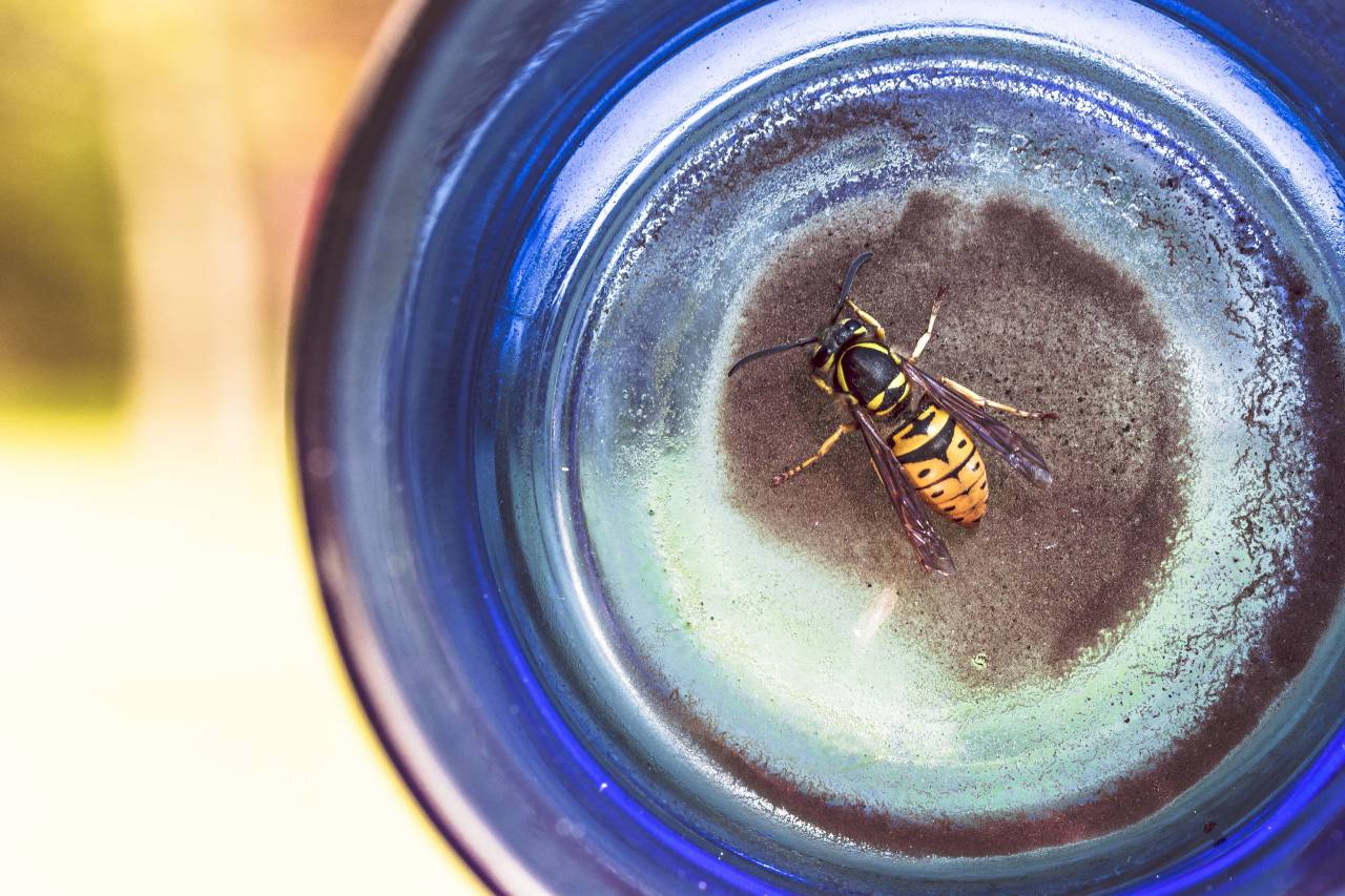 wasp, bee, insect, blue, glass
, 
