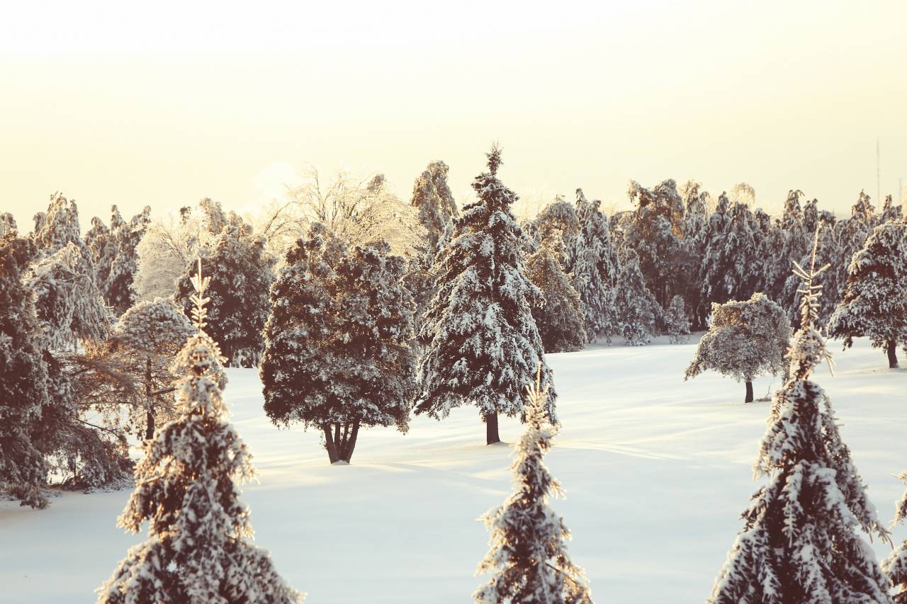 Invierno, nieve, árboles, frío, Canadá, Quebec, naturaleza, al aire libre,