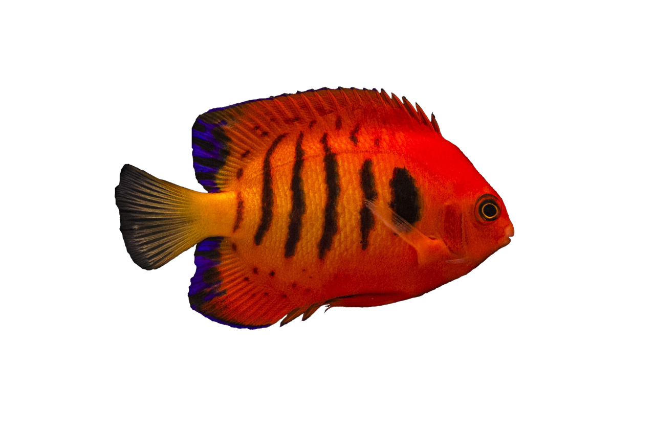  fish, nature, marine, sea, ocean, reef, underwater, coral, tropical, aquatic, animal, colorful, aquarium, wildlife, caribbean, exotic, environment, ecosystem, colony, coral reef, under water