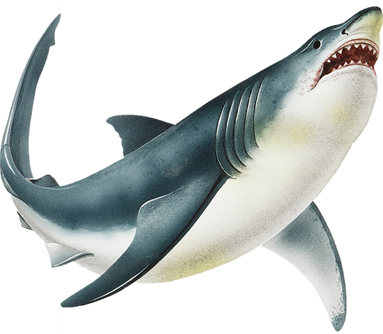  fish, nature, marine, sea, ocean, reef, underwater, coral, tropical, aquatic, animal, colorful, aquarium, wildlife, caribbean, exotic, environment, ecosystem, colony, coral reef, under water, shark