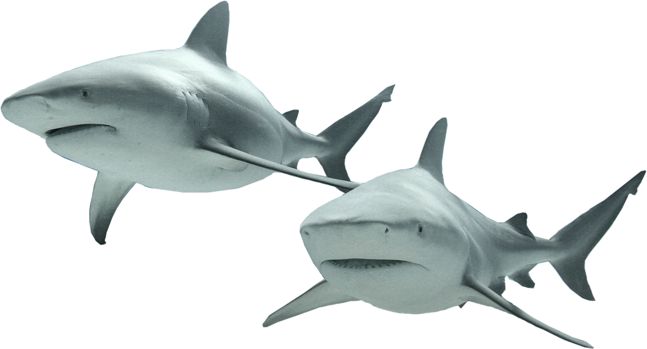  fish, nature, marine, sea, ocean, reef, underwater, coral, tropical, aquatic, animal, colorful, aquarium, wildlife, caribbean, exotic, environment, ecosystem, colony, coral reef, under water, shark