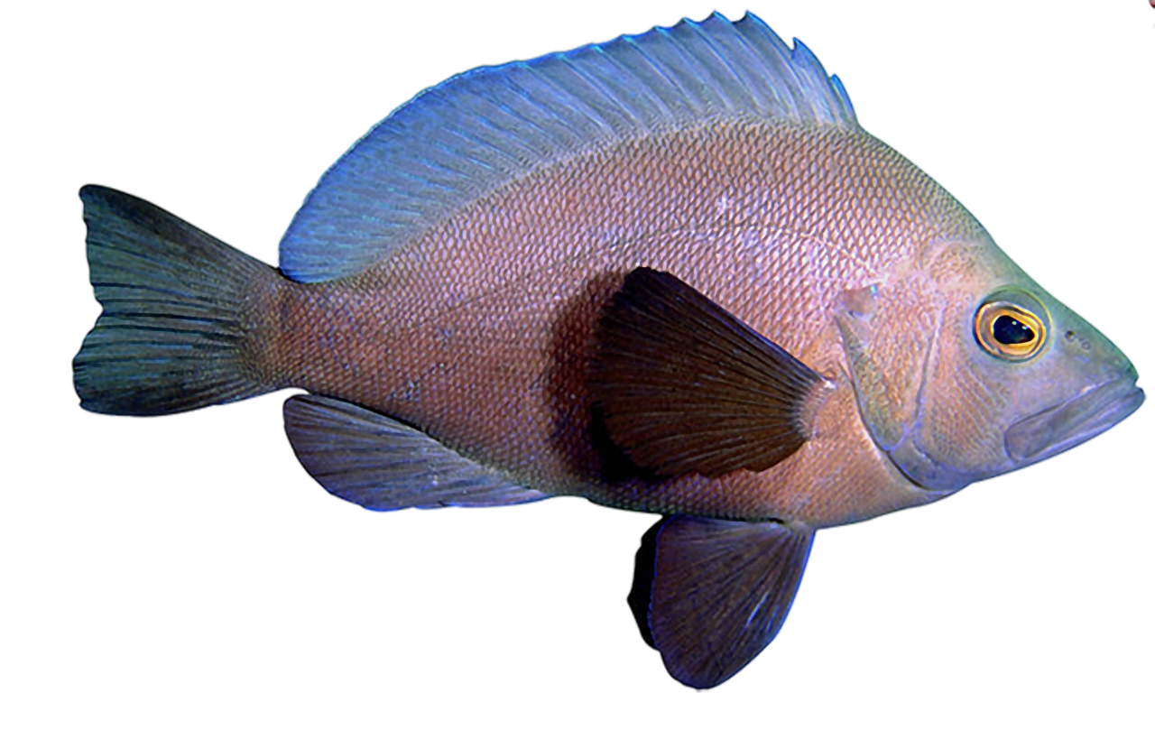 peixe, natureza, marinho, mar, oceano, recife, embaixo da agua, coral, tropical, aquático, animal, colorida, aquário, animais selvagens, Caribe, exótico, meio Ambiente, Ecossistema, colônia, Recife de corais, embaixo da agua