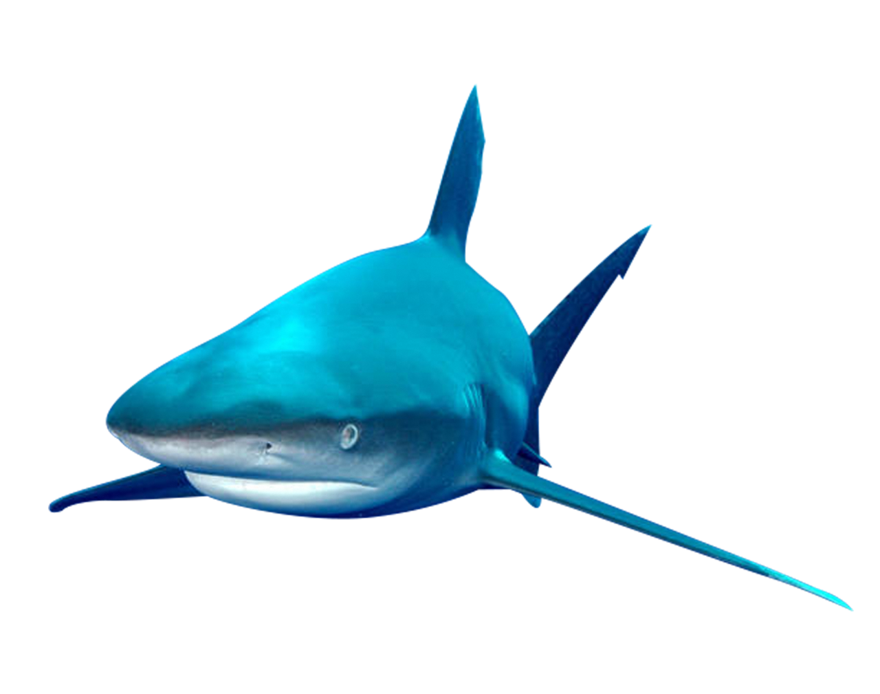  fish, nature, marine, sea, ocean, reef, underwater, coral, tropical, aquatic, animal, colorful, aquarium, wildlife, caribbean, exotic, environment, ecosystem, colony, coral reef, under water, shark