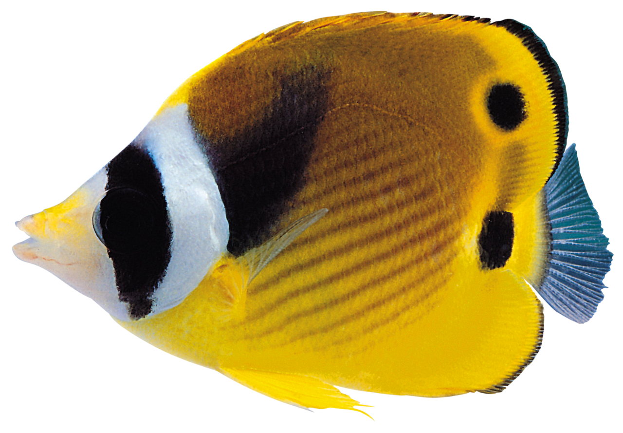  fish, nature, marine, sea, ocean, reef, underwater, coral, tropical, aquatic, animal, colorful, aquarium, wildlife, caribbean, exotic, environment, ecosystem, colony, coral reef, under water