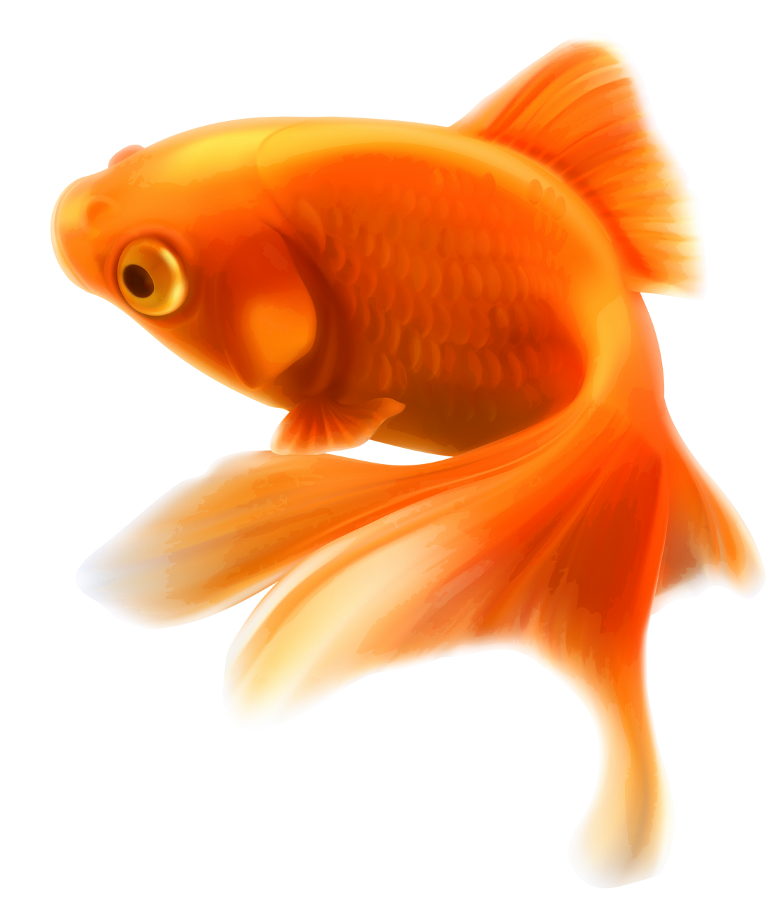  fish, nature, marine, sea, ocean, reef, underwater, coral, tropical, aquatic, animal, colorful, aquarium, wildlife, caribbean, exotic, environment, ecosystem, colony, coral reef, under water
