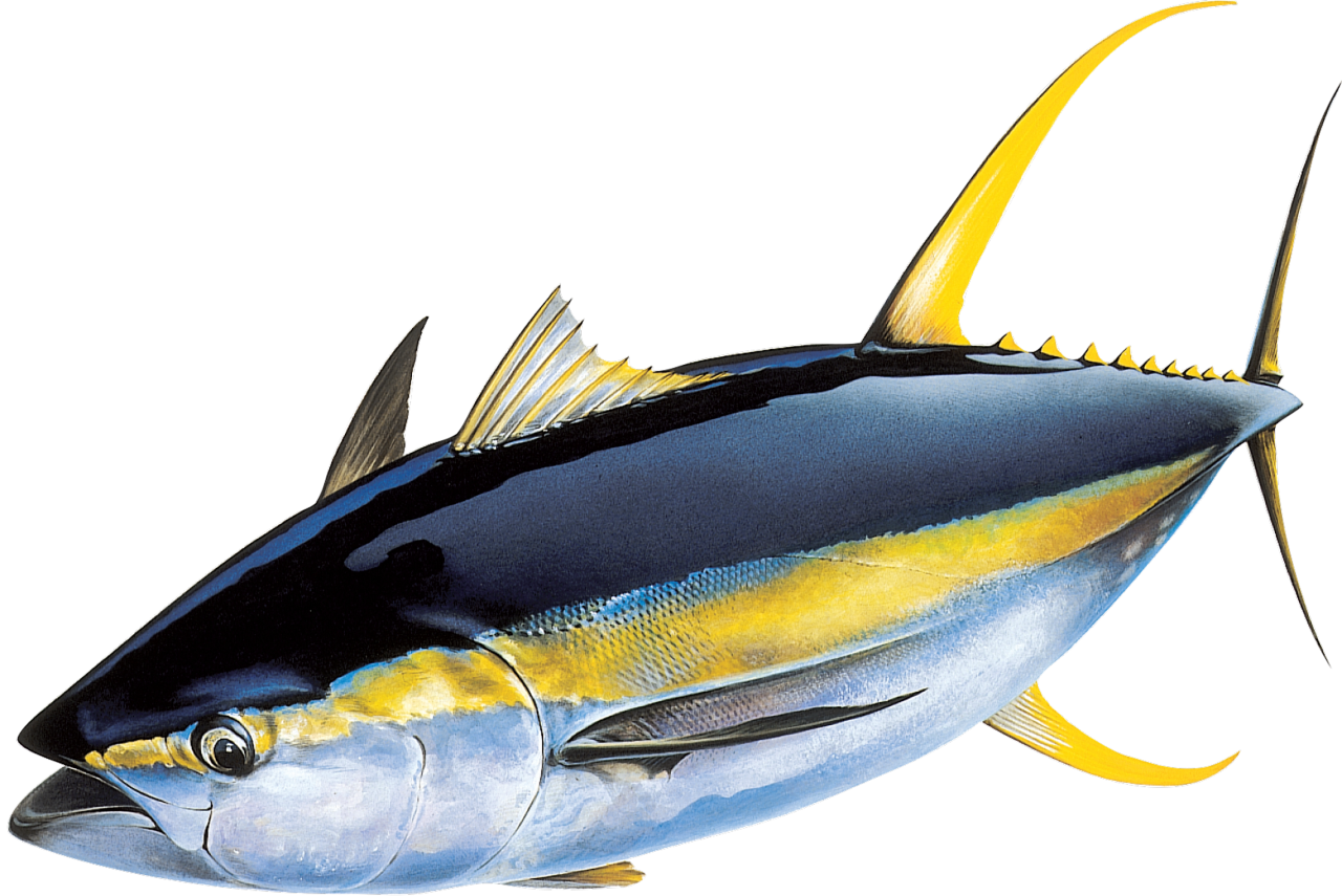  fish, nature, marine, sea, ocean, reef, underwater, coral, tropical, aquatic, animal, colorful, aquarium, wildlife, caribbean, exotic, environment, ecosystem, colony, coral reef, under water, tuna