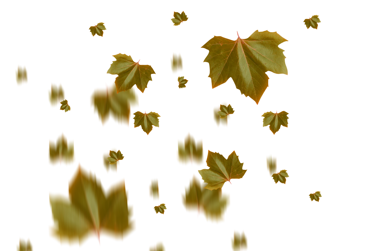  autumn leaves, overlay, png, leaf, autumn, nature, yellow, season, tree, backgrounds, plant, october, pattern, forest, illustration, september, abstract