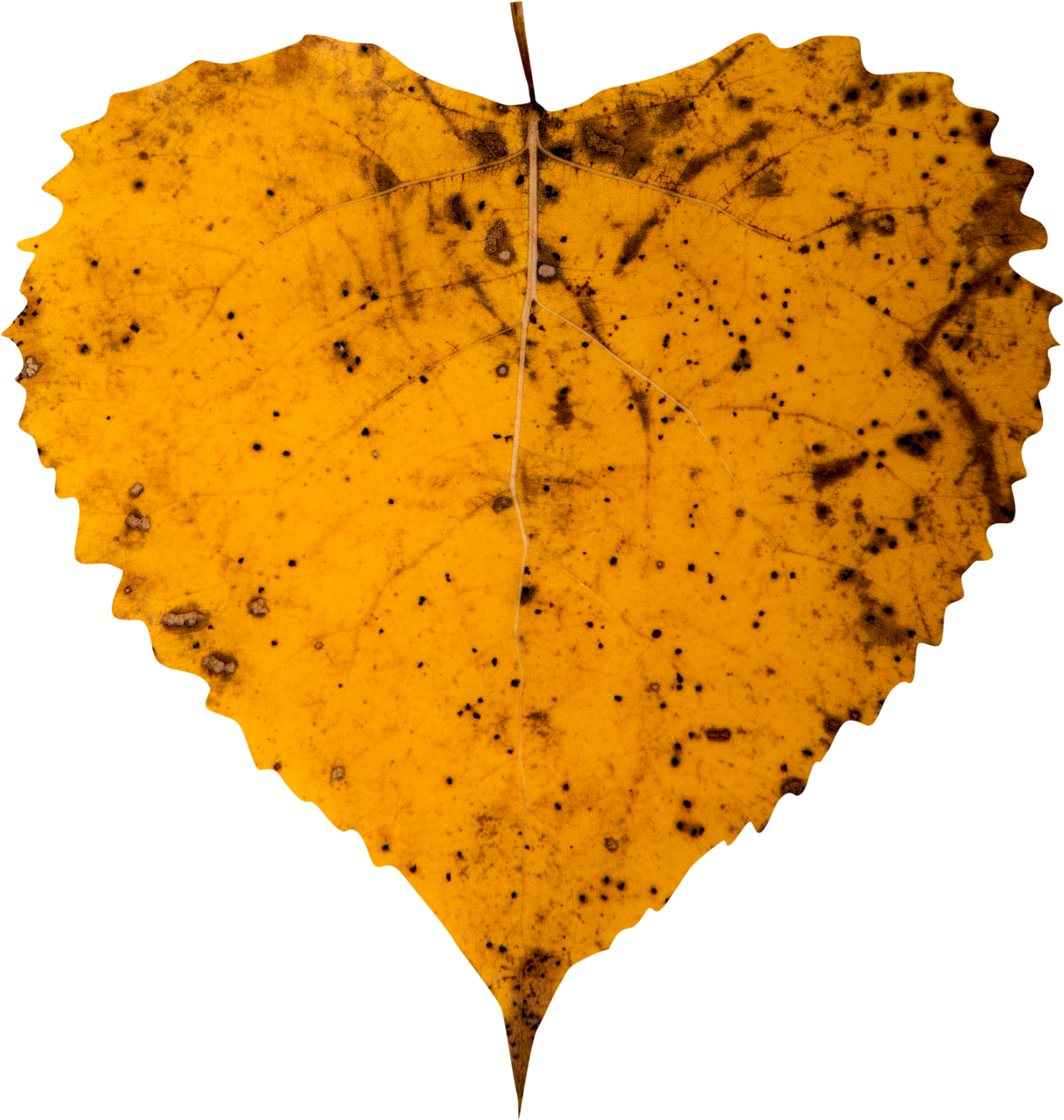 🥇 Image of autumn leaves autumn yellow leaf overlay png nature - 【FREE ...