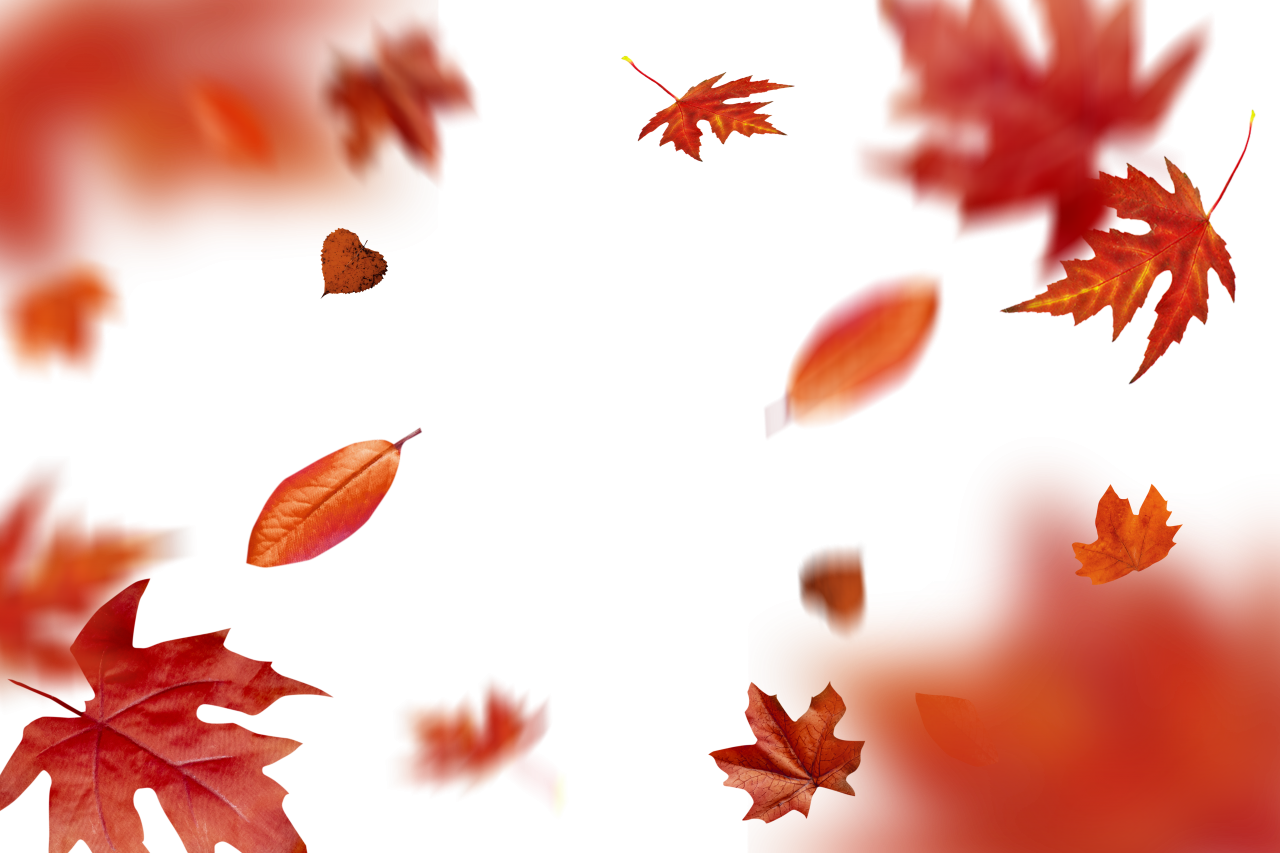  autumn leaves, overlay, png, leaf, autumn, nature, yellow, season, tree, backgrounds, plant, october, pattern, forest, illustration, september, abstract