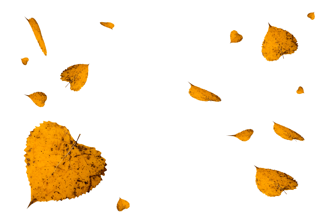  autumn leaves, overlay, png, leaf, autumn, nature, yellow, season, tree, backgrounds, plant, october, pattern, forest, illustration, september, abstract
