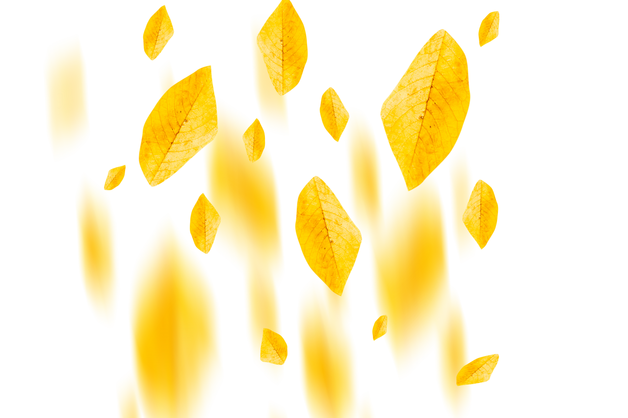  autumn leaves, overlay, png, leaf, autumn, nature, yellow, season, tree, backgrounds, plant, october, pattern, forest, illustration, september, abstract
