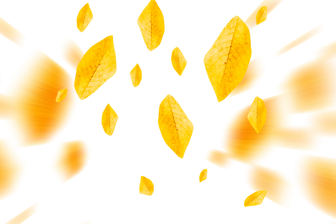  autumn leaves, overlay, png, leaf, autumn, nature, yellow, season, tree, backgrounds, plant, october, pattern, forest, illustration, september, abstract