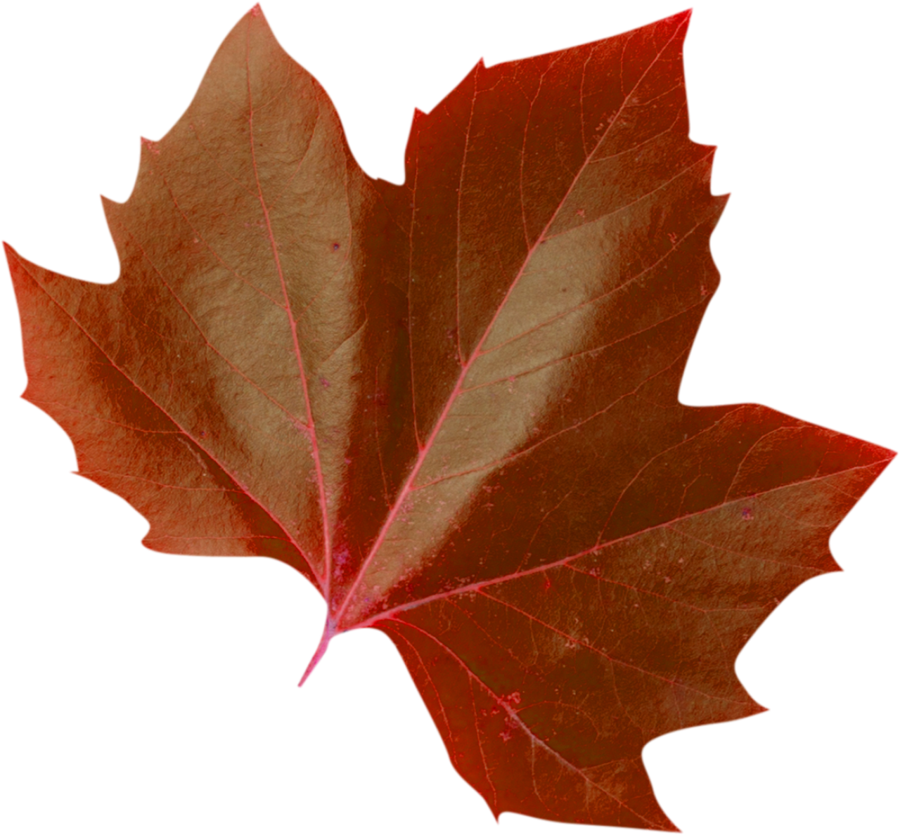  autumn leaves, overlay, png, leaf, backgrounds, nature, autumn, plant, season, abstract, illustration, tree, pattern, design