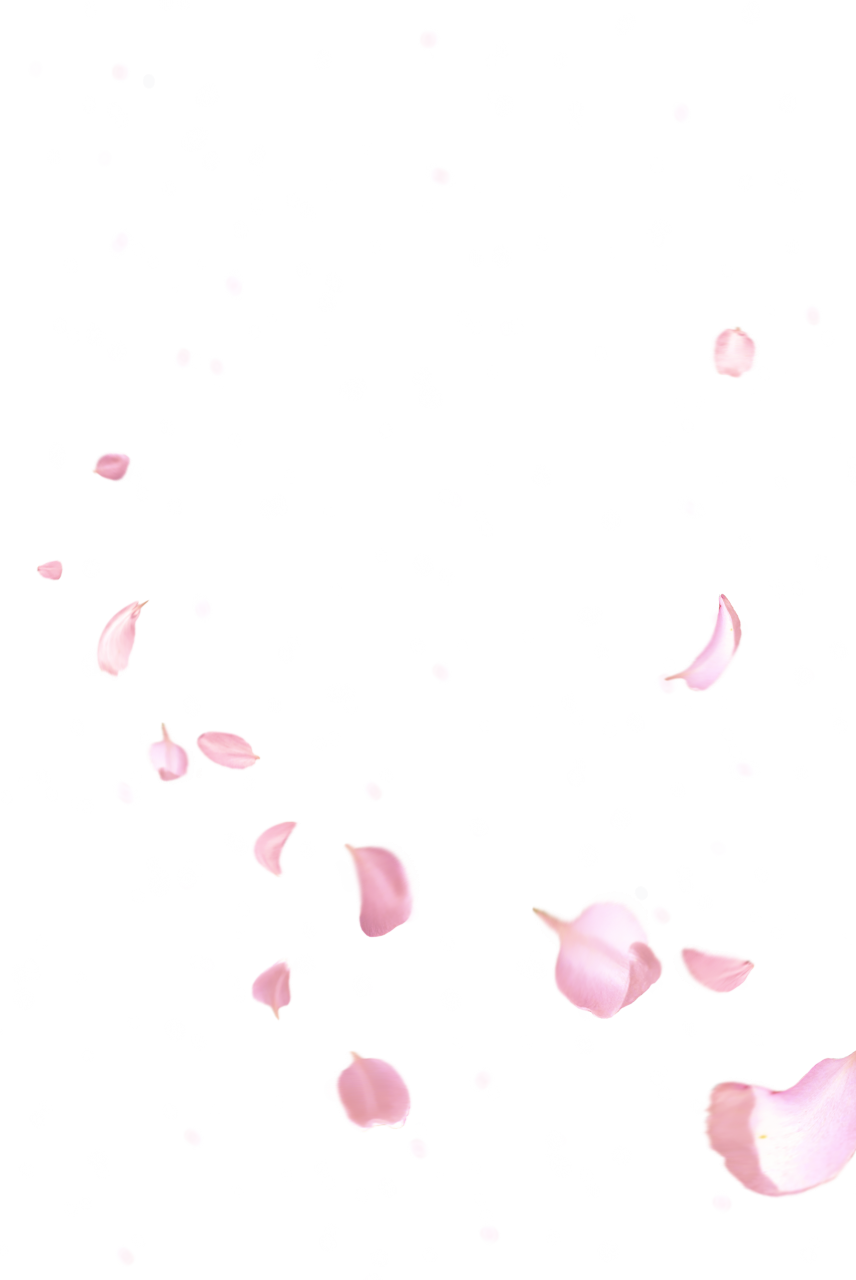pétalas de rosa,sobreposição,planos de fundo,ilustração