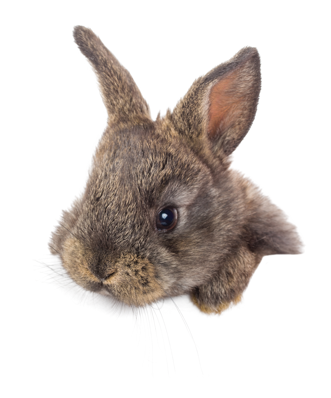  bunny,overlay,png,animal,isolated,mammal,pets,rabbit,cute,rodent,domestic animals,small,white background,studio shot