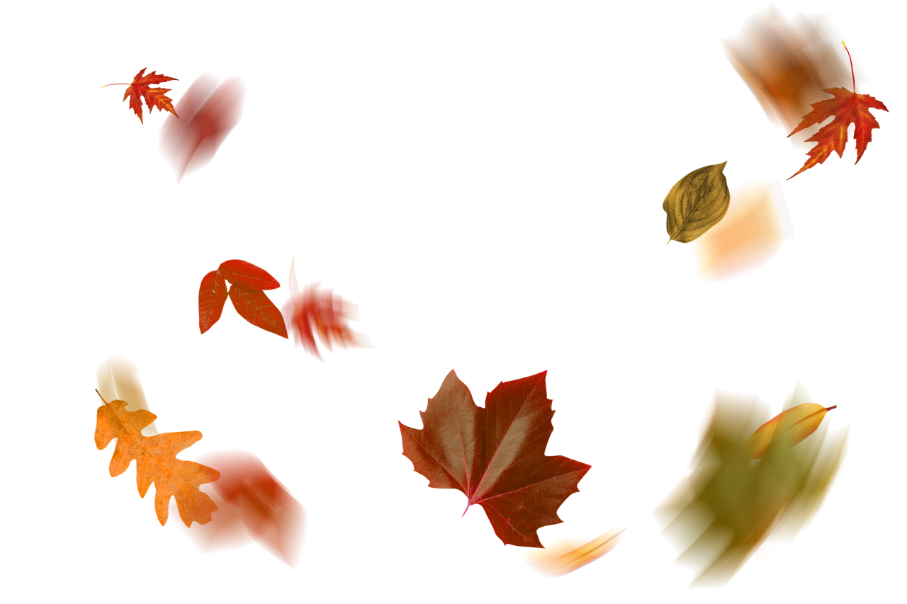  autumn leaves, overlay, png, leaf, autumn, nature, backgrounds, yellow, illustration, season, design, vector, pattern, abstract, tree, forest, october