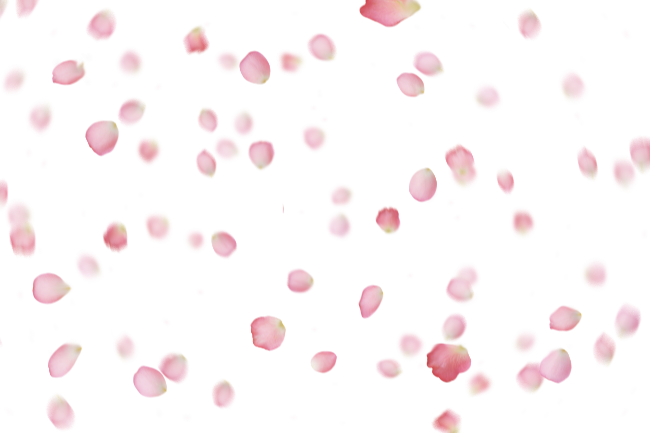  pink petals,overlay,png,backgrounds,pattern,abstract,vector,illustration,wallpaper,design,pink color,decoration,backdrop