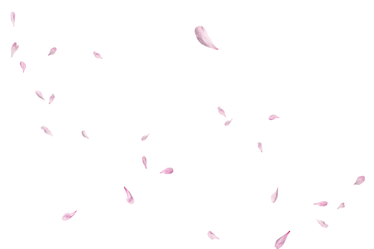  pink petals,overlay,png,flying,backgrounds,design,illustration,pattern,decoration,abstract,nature,vector,wallpaper