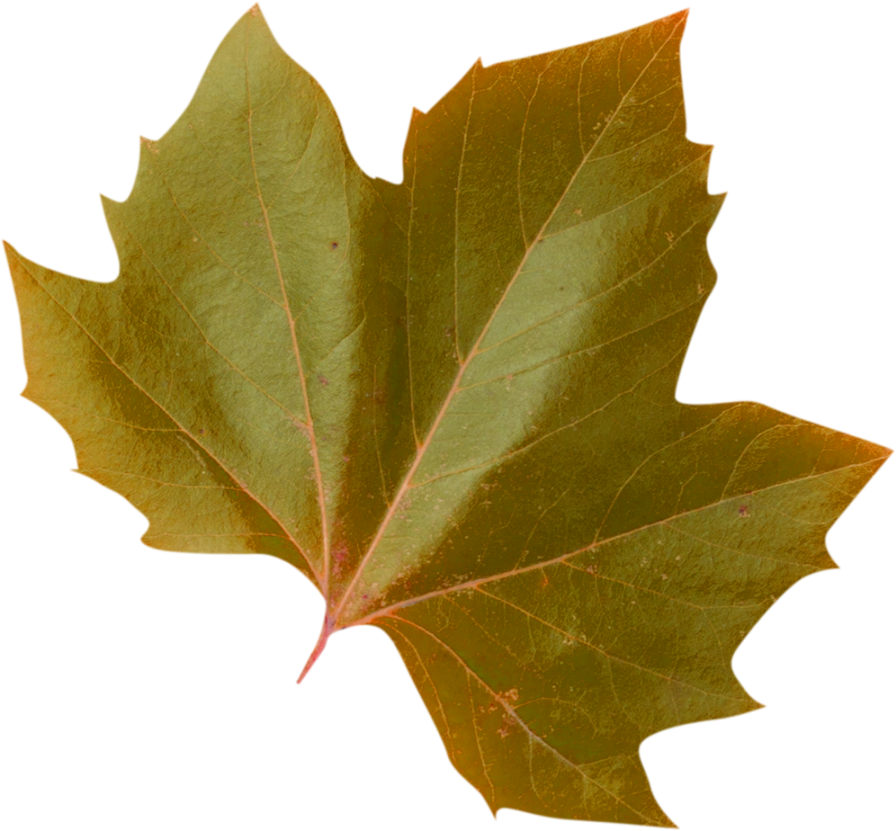  autumn leaves, overlay, png, leaf, nature, backgrounds, autumn, plant, tree, season, illustration, design, yellow
